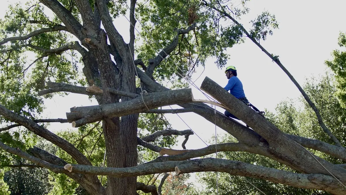 Professional Hazardous Tree Removal performed by certified arborists in Bainbridge